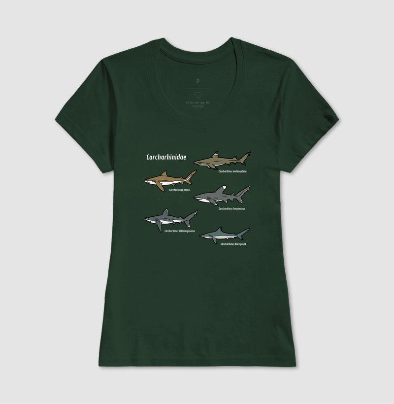 Carcharhinidae - Imagem 16