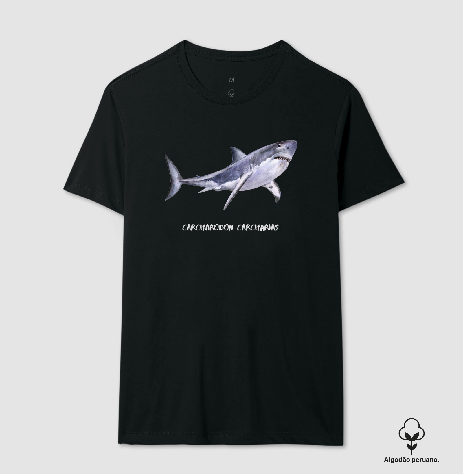 Carcharodon carcharias - Imagem 10