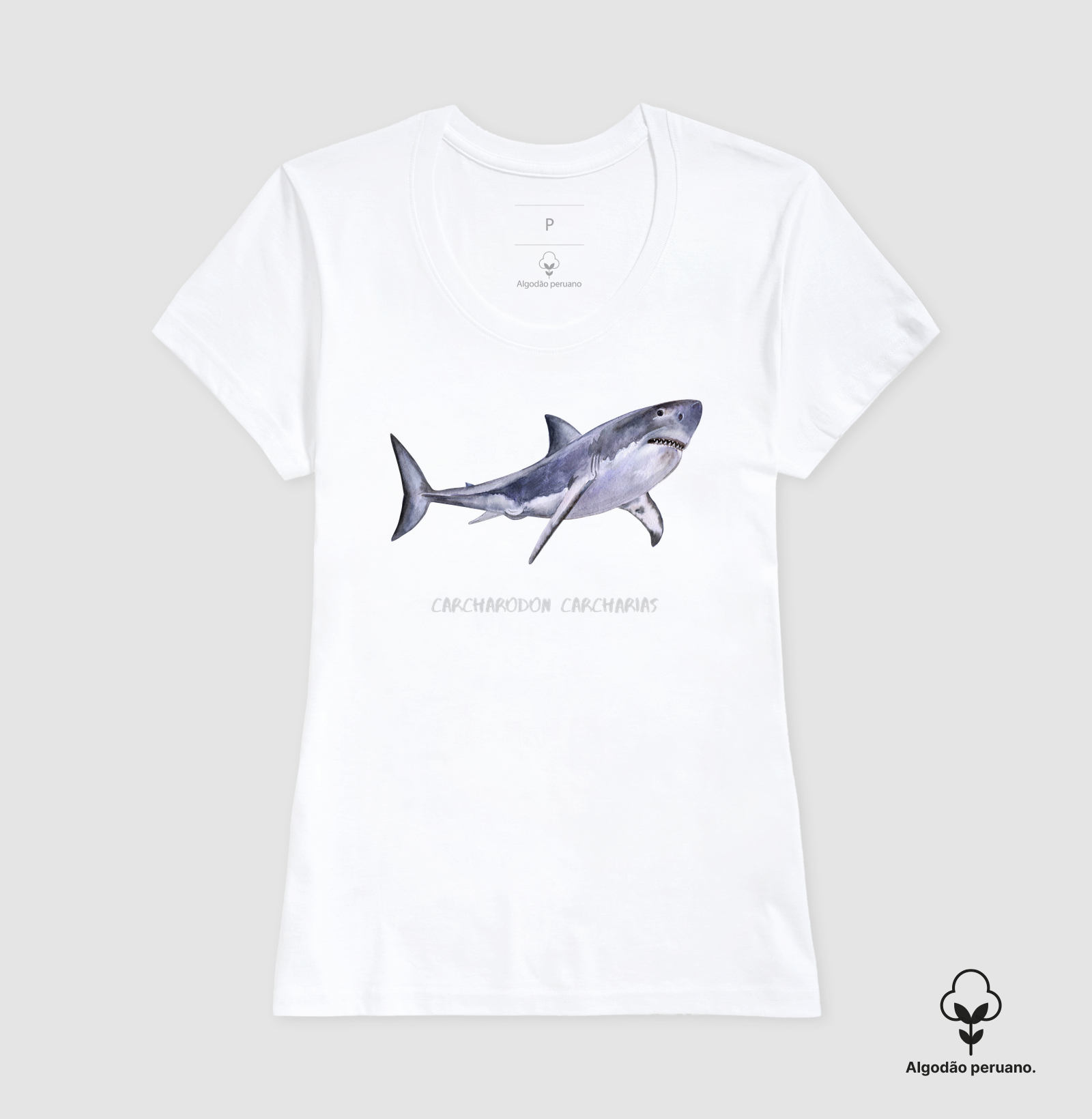 Carcharodon carcharias - Imagem 16