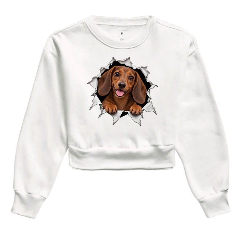 Dachshund Saindo Pelo Rasgo - Imagem 3