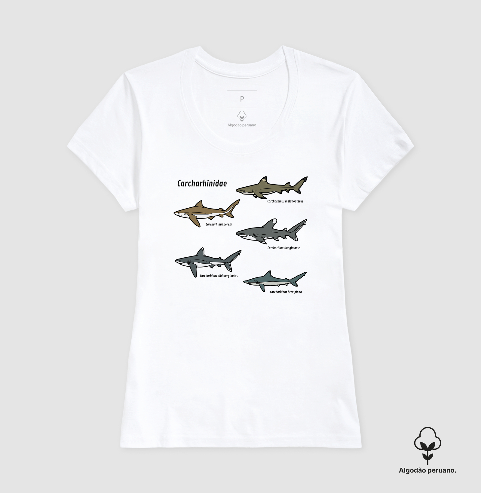 Carcharhinidae - Imagem 4