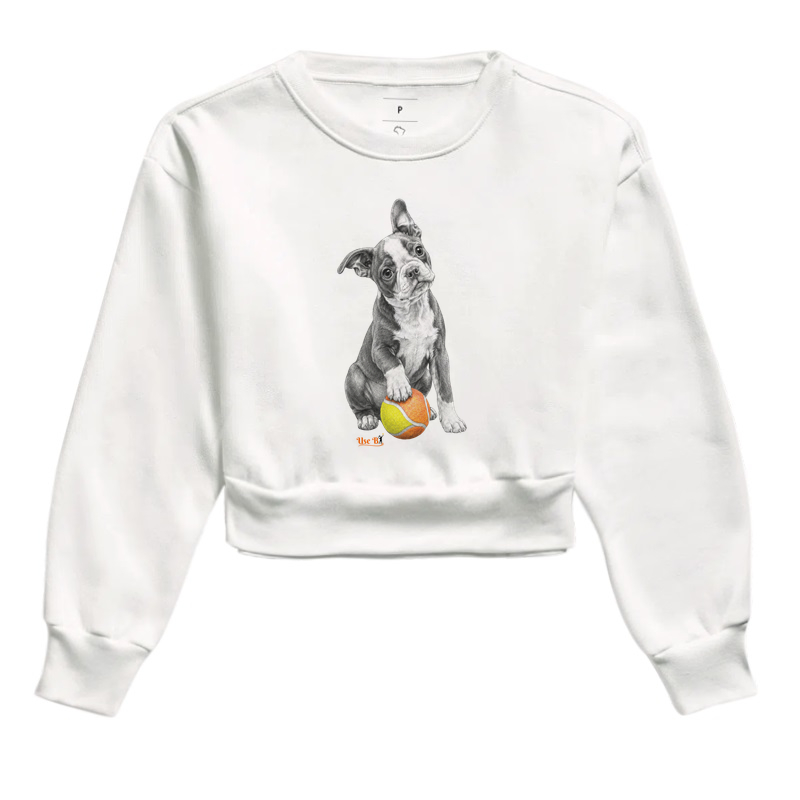 Boston Terrier do Beach - Imagem 3