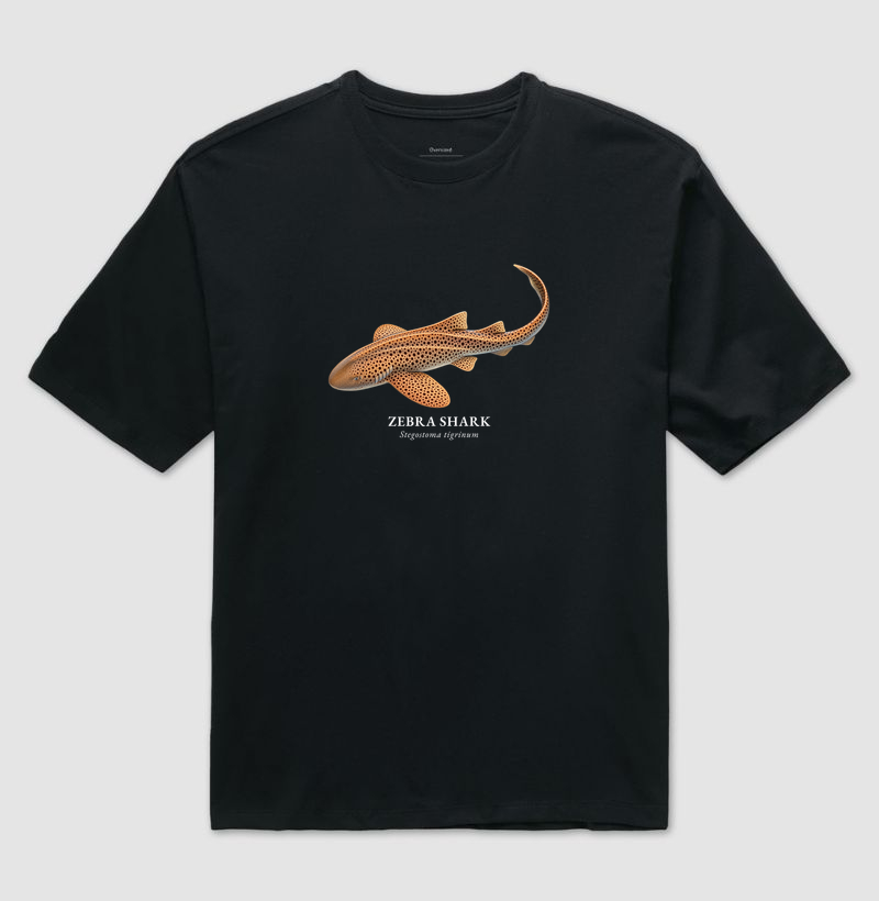 Zebra Shark - Imagem 3