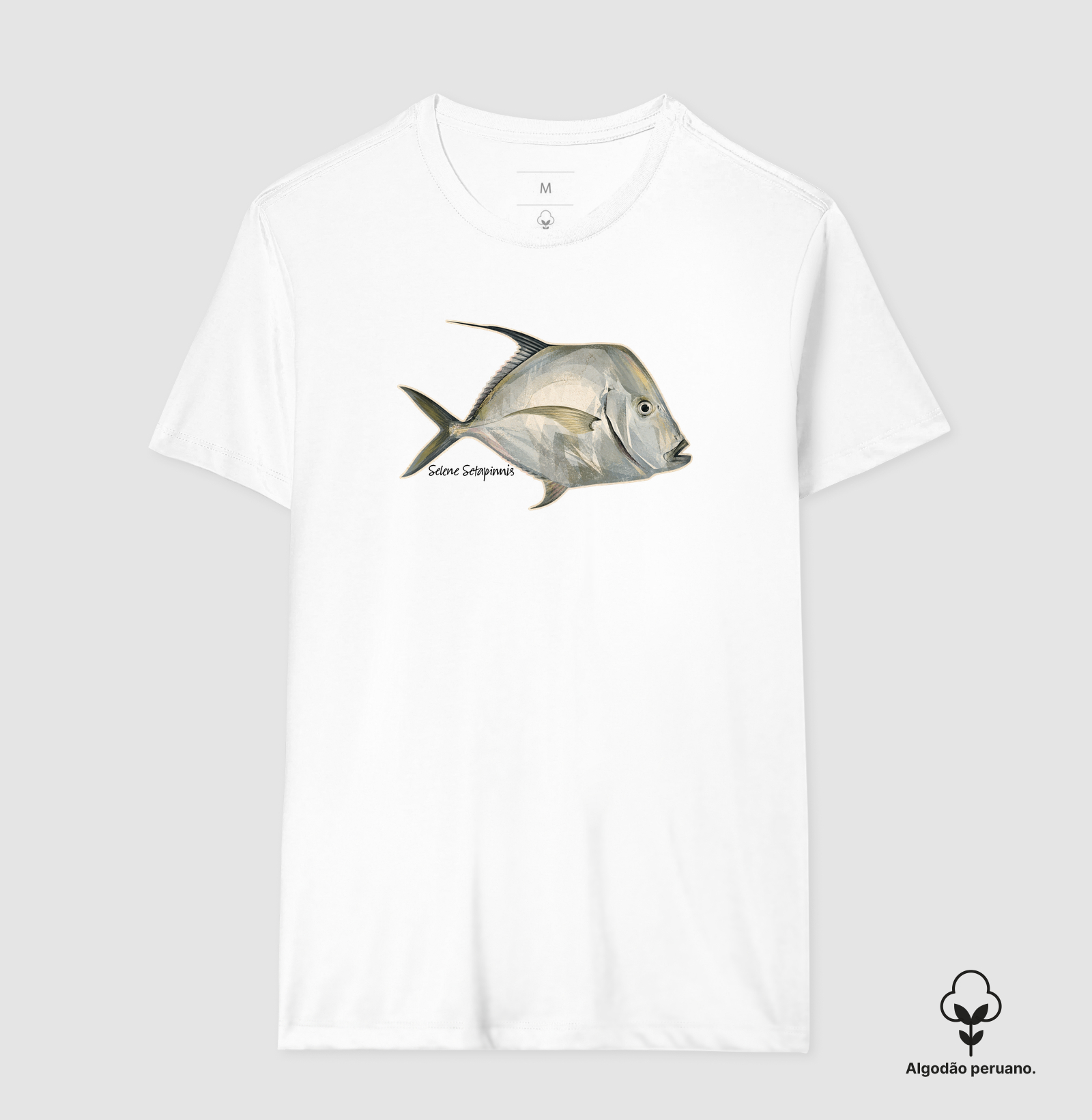 Peixe-Galo - Imagem 7