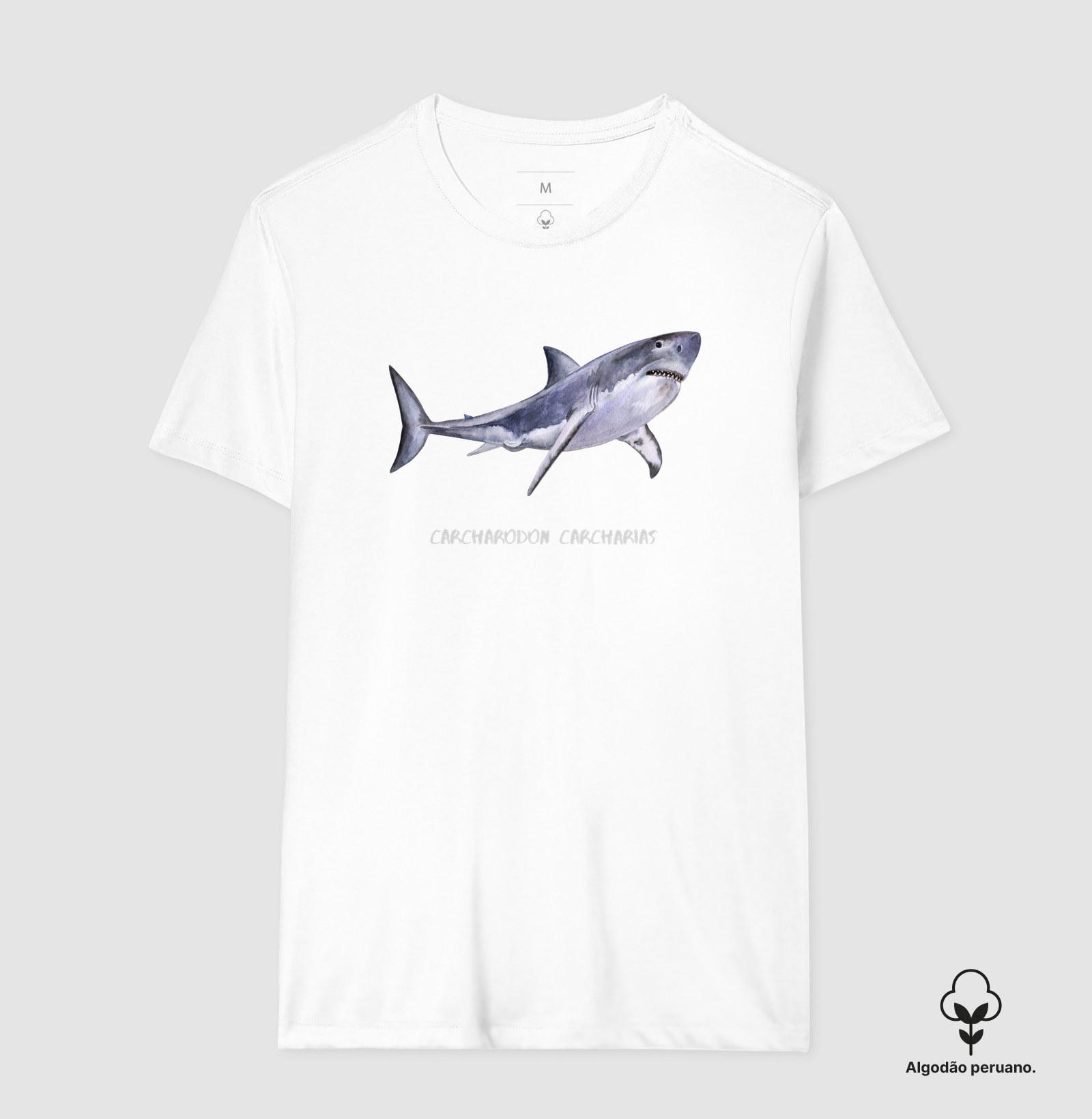 Carcharodon carcharias - Imagem 4