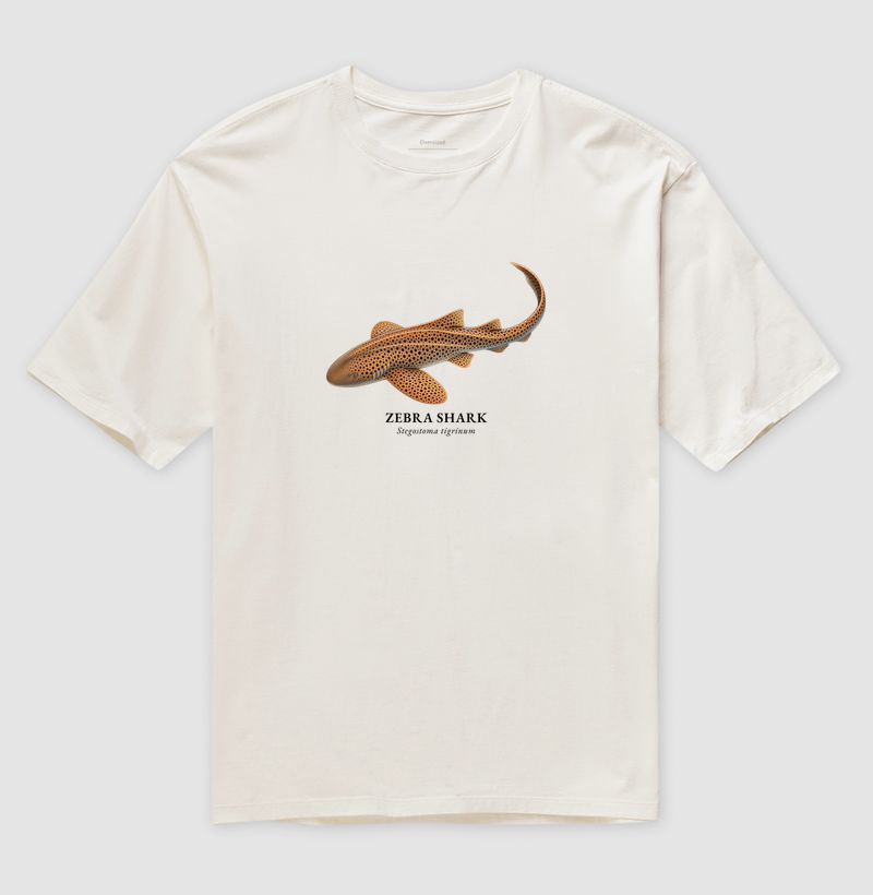 Zebra Shark - Imagem 5