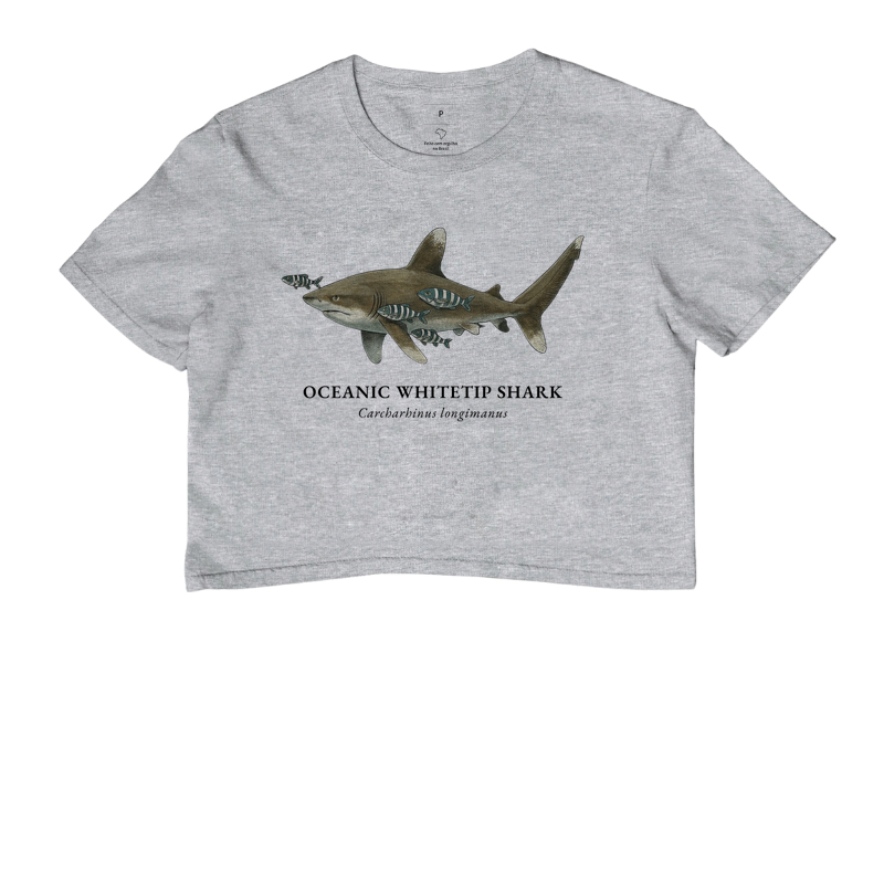 Oceanic Whitetip Shark - Imagem 8