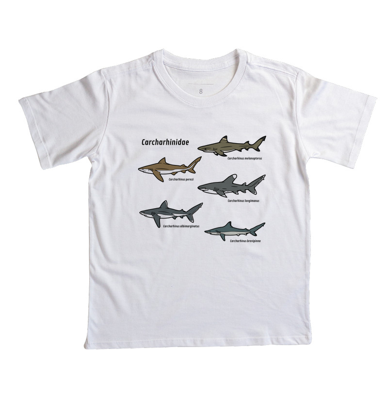 Carcharhinidae - Imagem 8