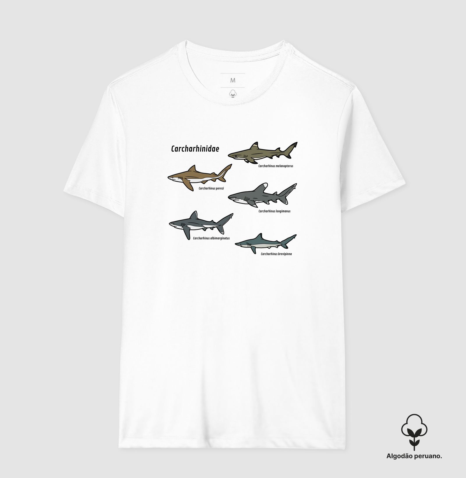 Carcharhinidae - Imagem 5