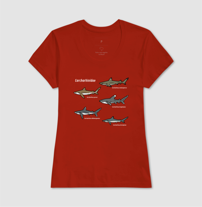 Carcharhinidae - Imagem 14