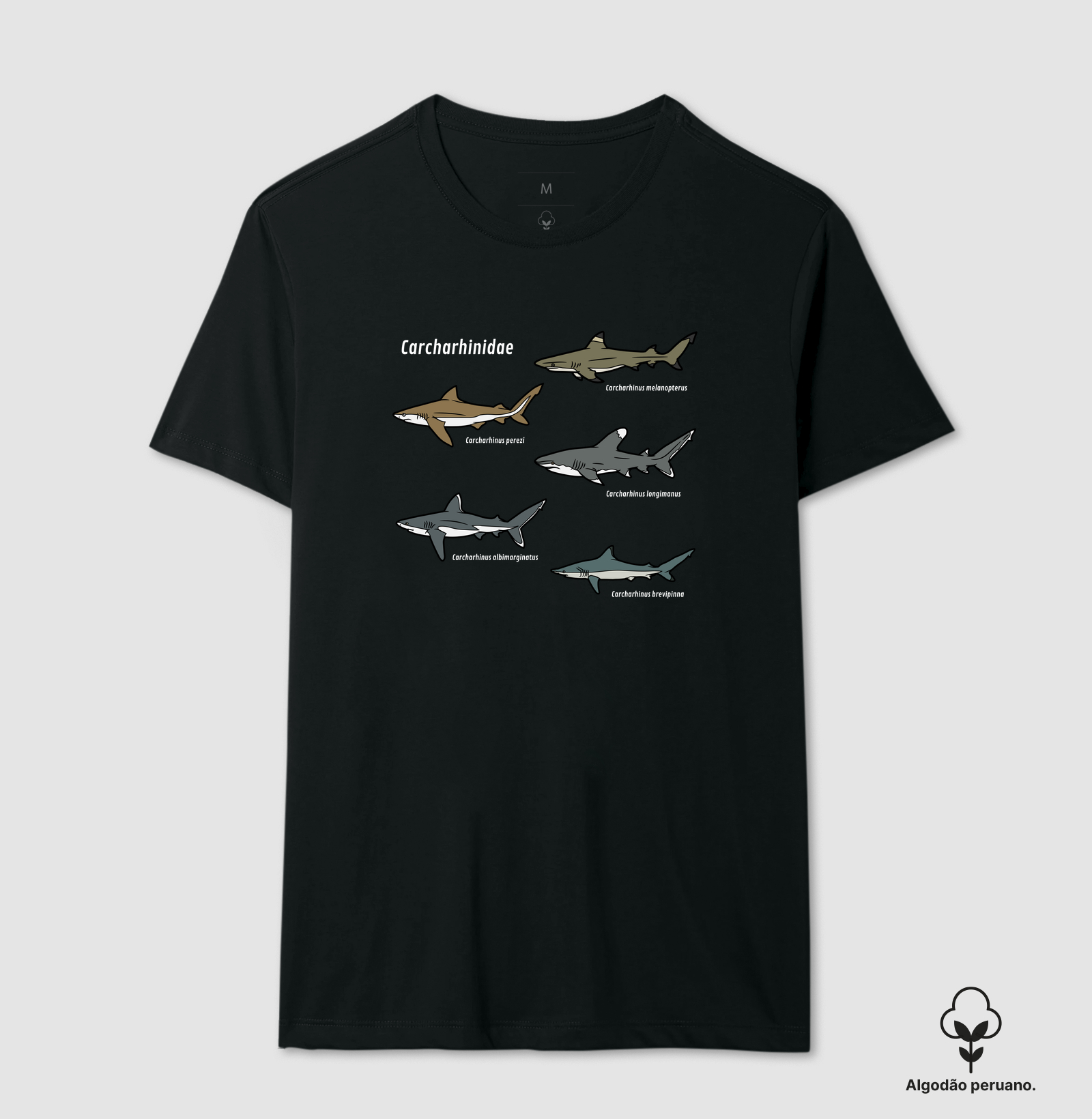 Carcharhinidae - Imagem 7