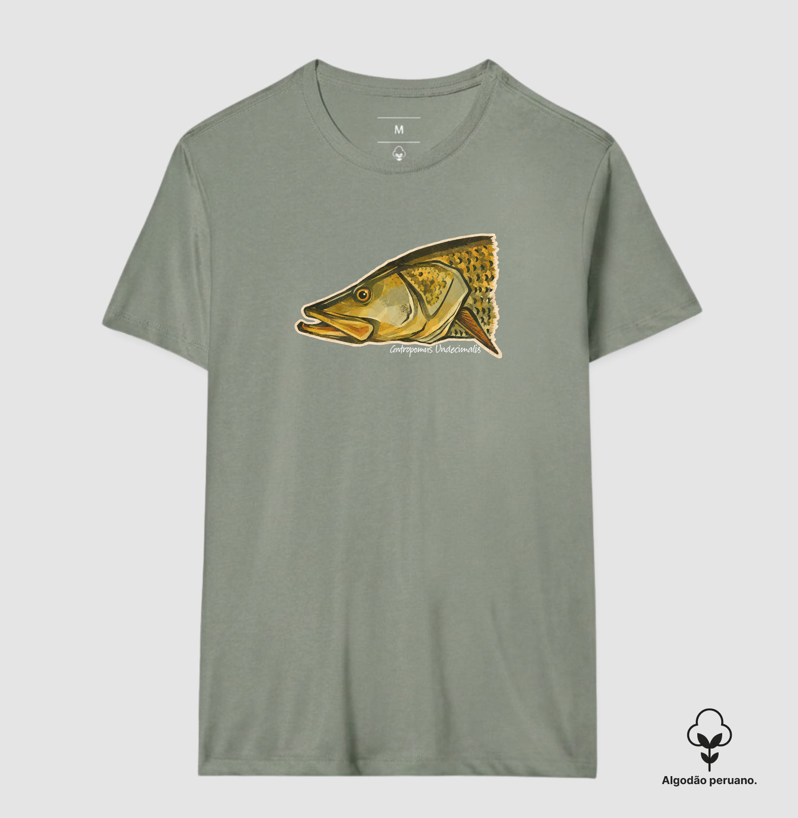 Robalo-Flecha - Imagem 4