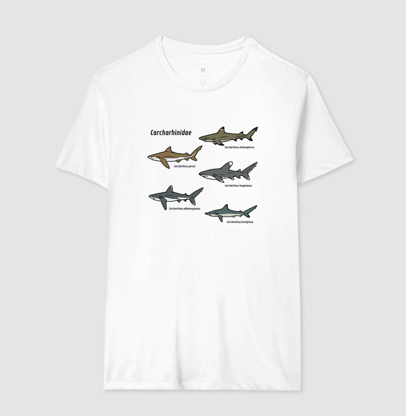Carcharhinidae - Imagem 7