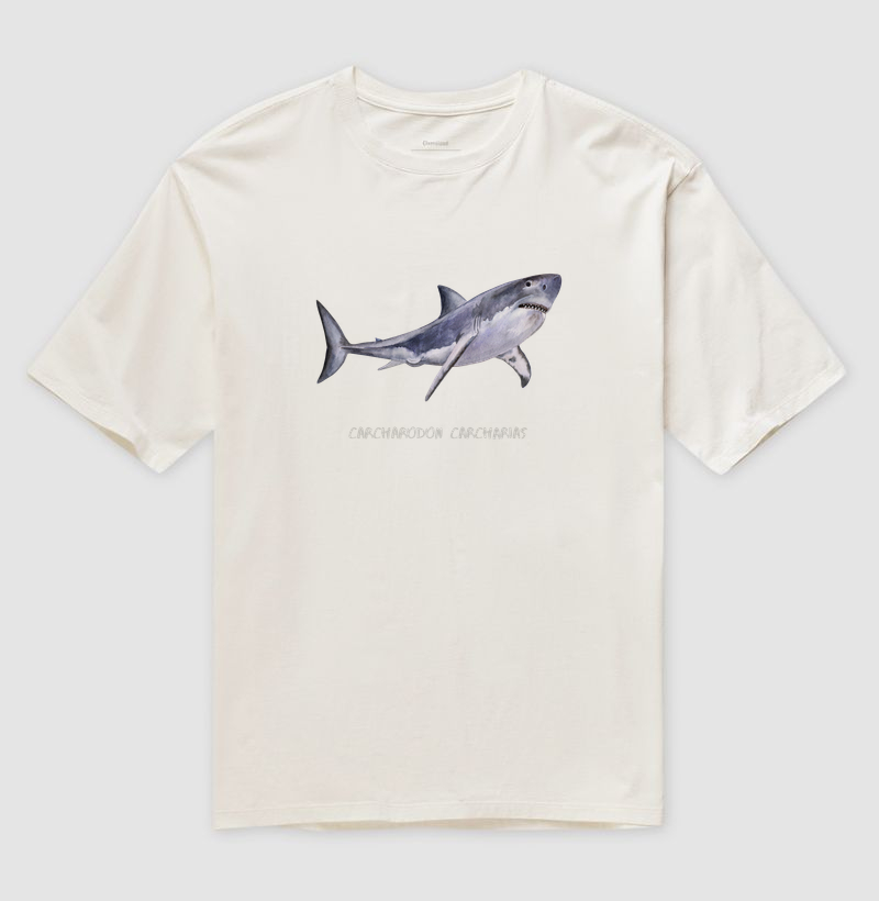 Carcharodon carcharias - Imagem 6