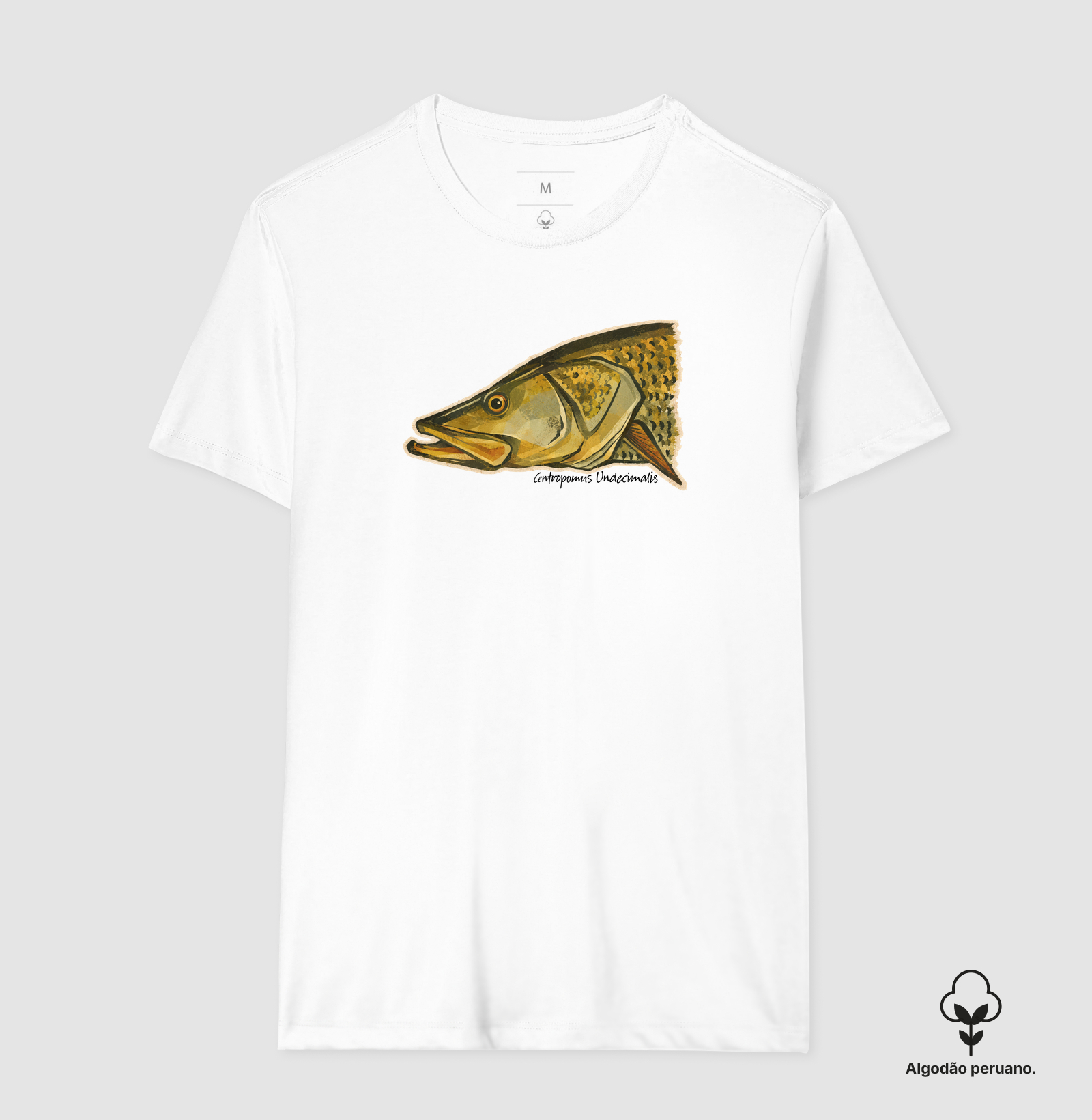 Robalo-Flecha - Imagem 8