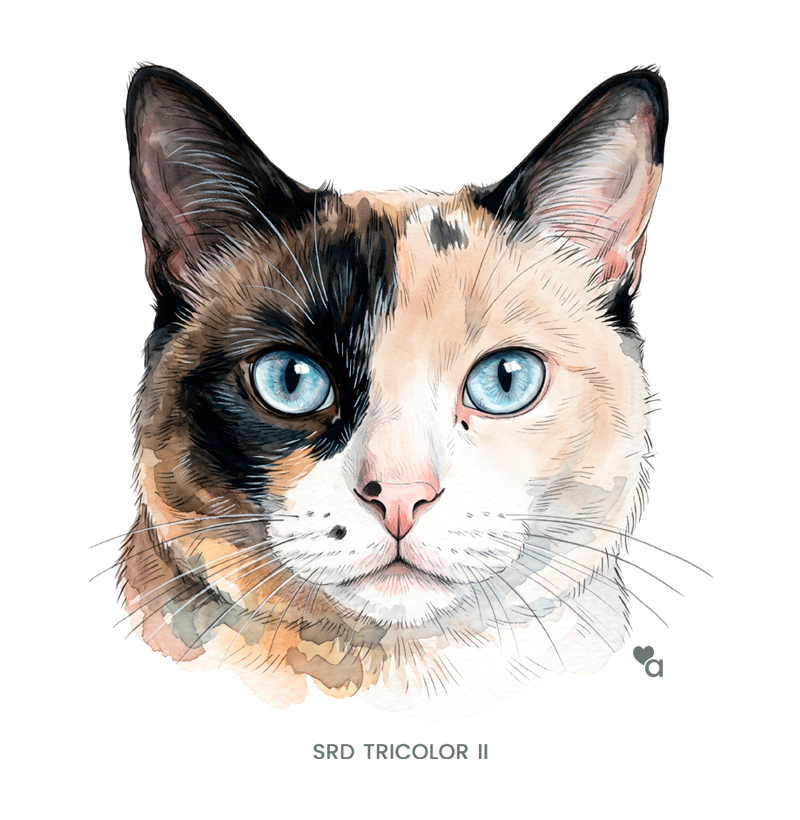 Gatos - SRD Tricolor II - Cropped - Imagem 2