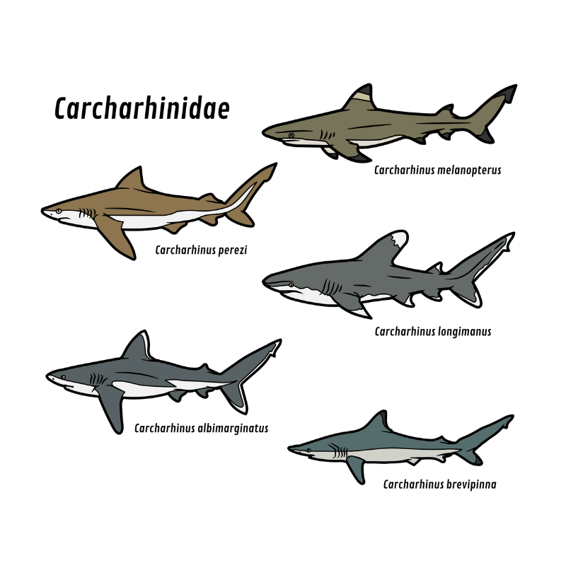 Carcharhinidae - Imagem 2