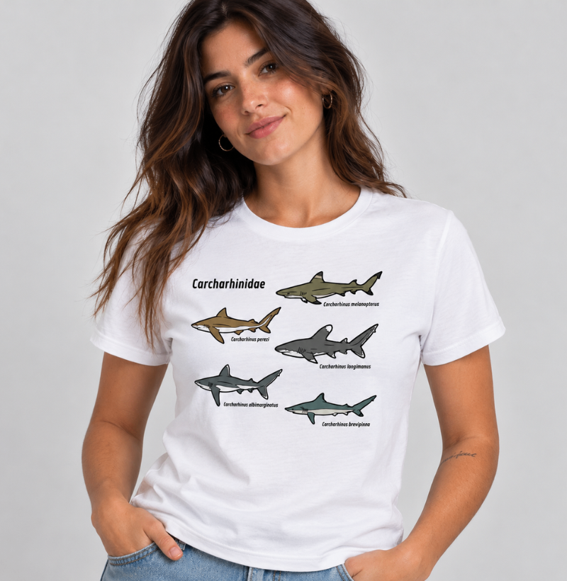 Carcharhinidae - Imagem 3