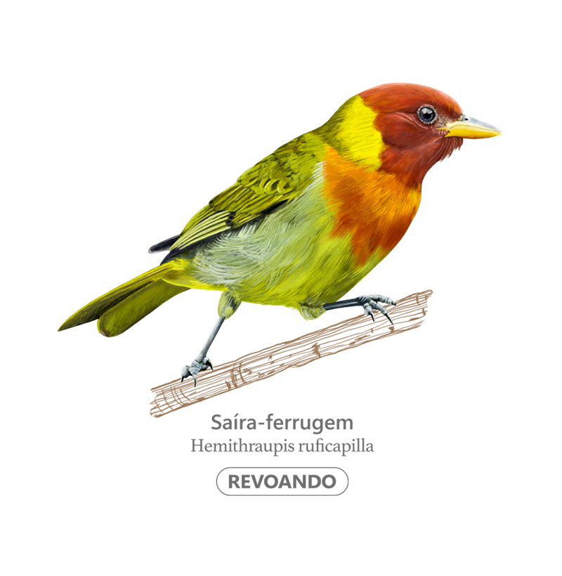 Cores Aladas - Saíra-ferrugem - Cropped - Imagem 2
