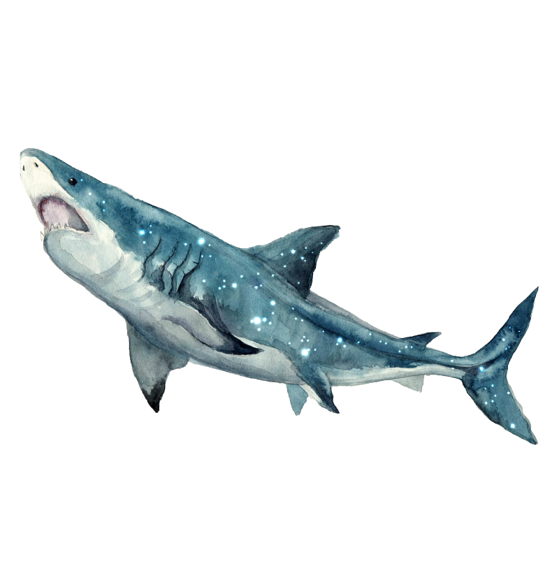 Shark Art - Imagem 2
