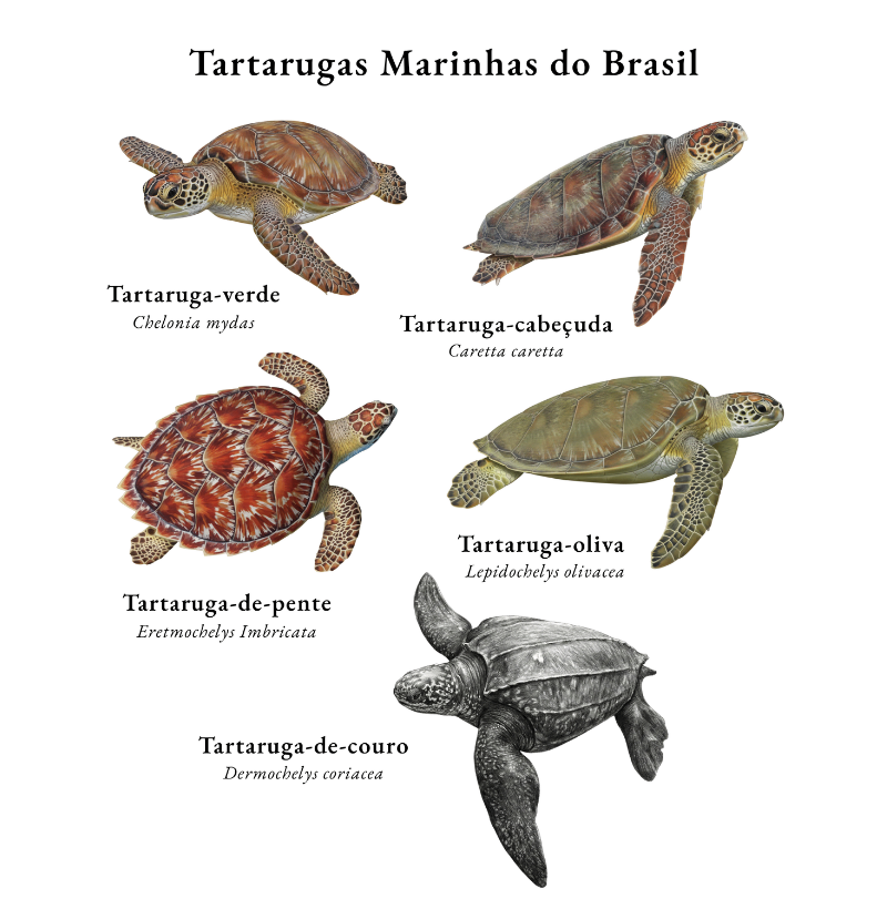 Tartarugas Marinhas do Brasil - Imagem 2