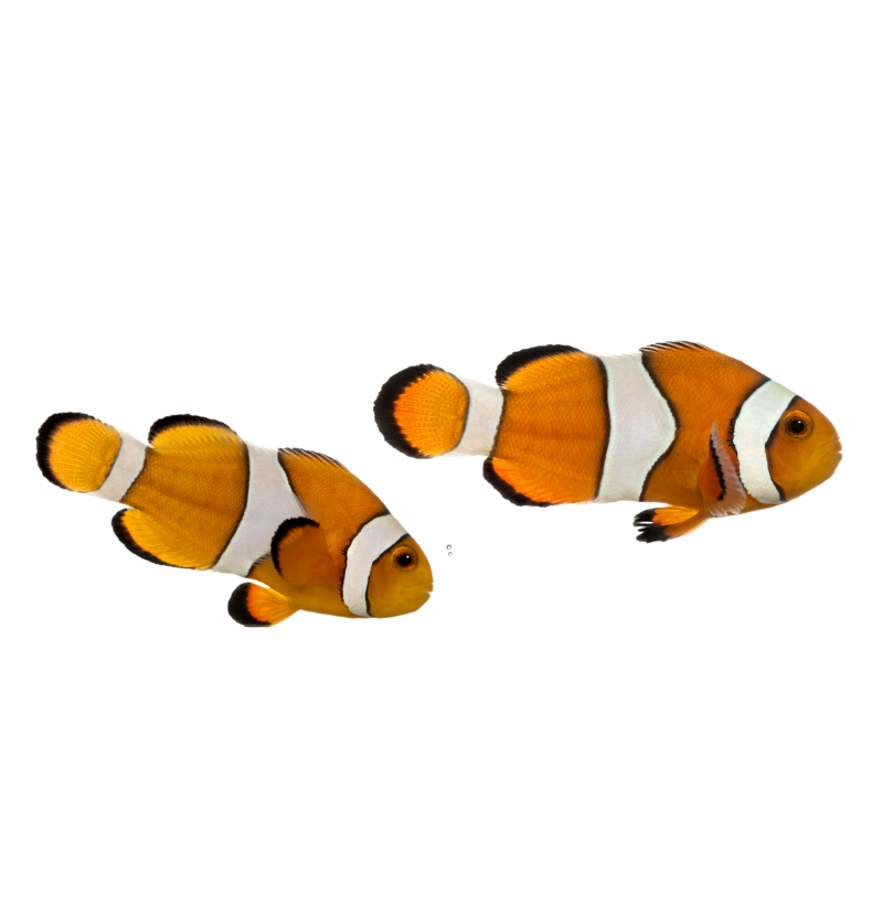 Nemo - Imagem 2