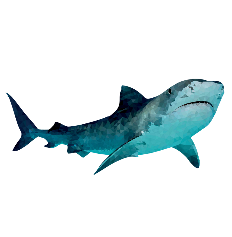 Tiger Shark - Imagem 2