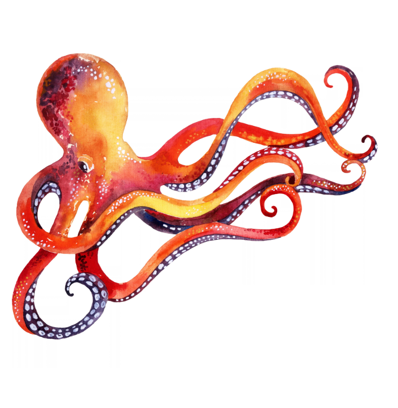 Octopus Pocket - Imagem 2