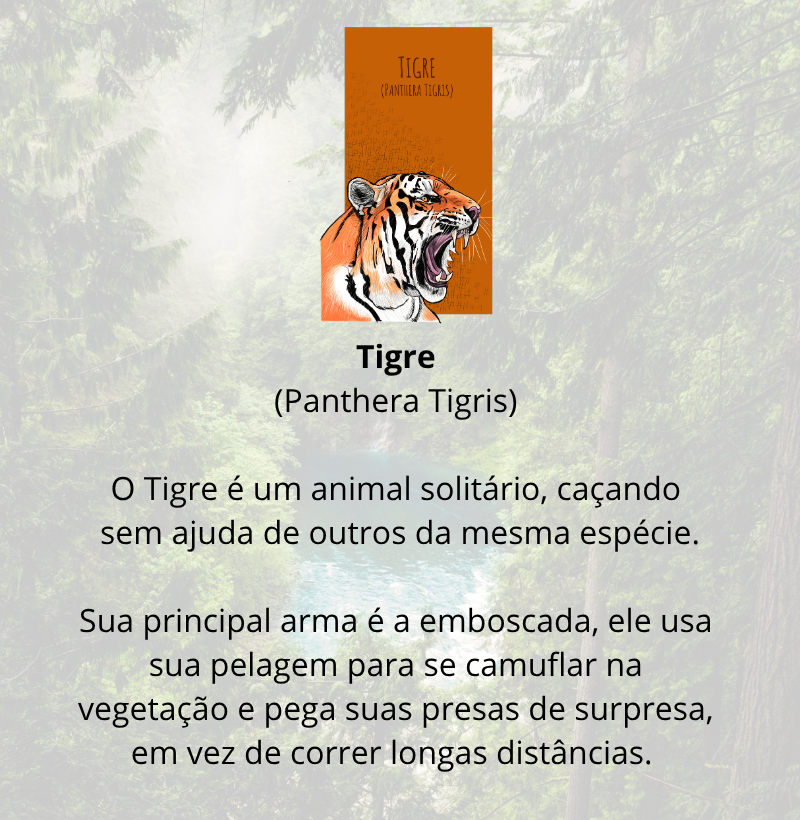 Camiseta Tigre - Imagem 4