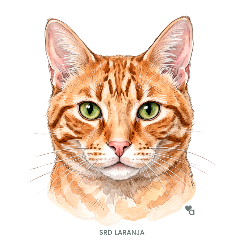 Gatos - SRD Laranja - Body Infantil - Imagem 2