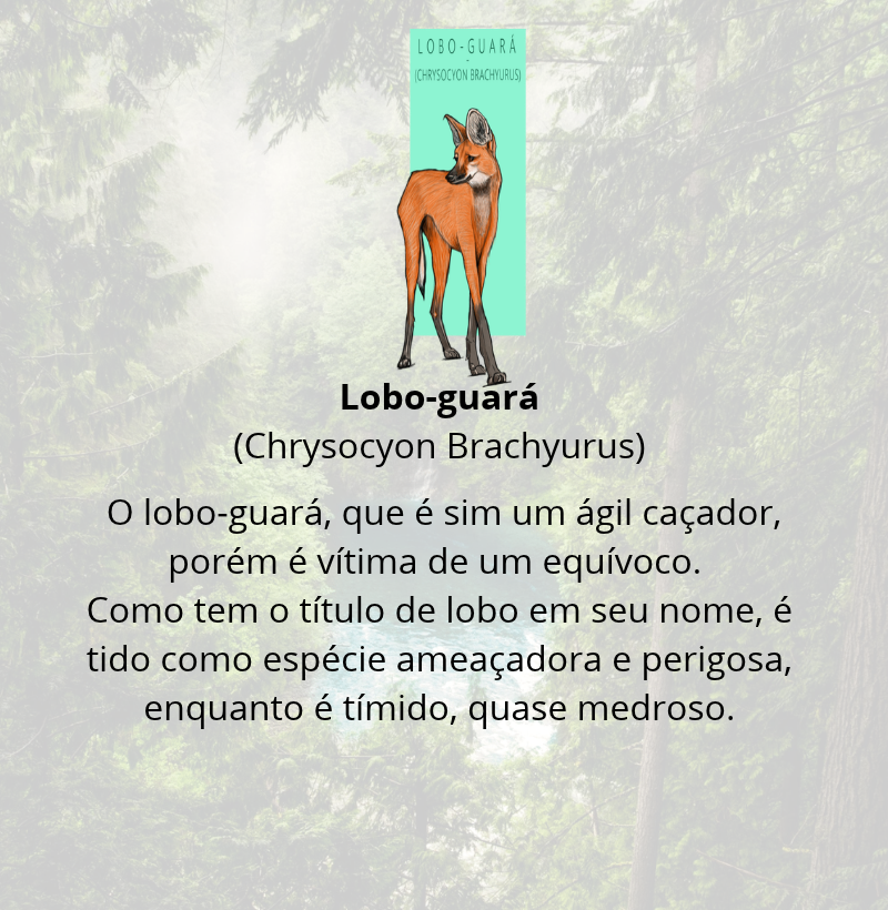 Camiseta Lobo-guará - Imagem 4