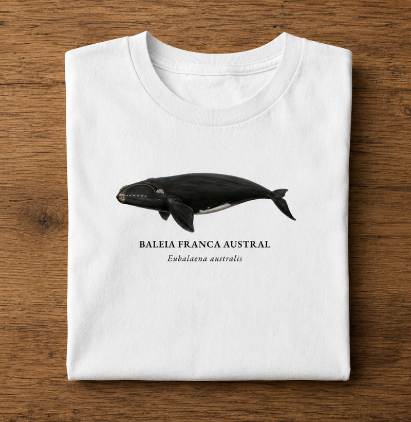 Baleia Franca Austral - Imagem 4