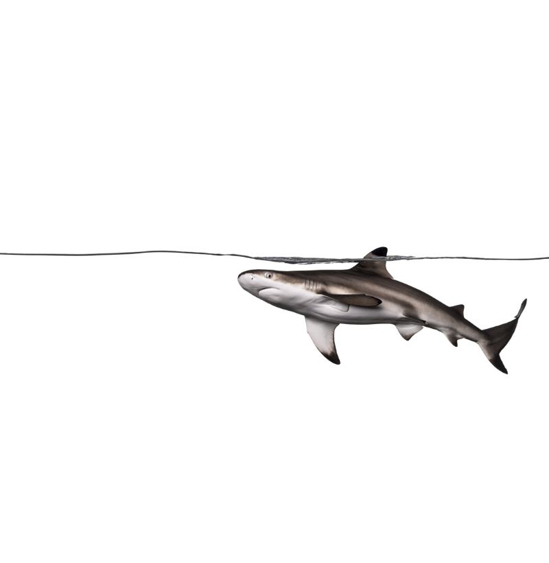 Shark Surface - Imagem 2