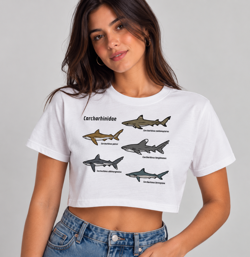 Carcharhinidae - Imagem 3
