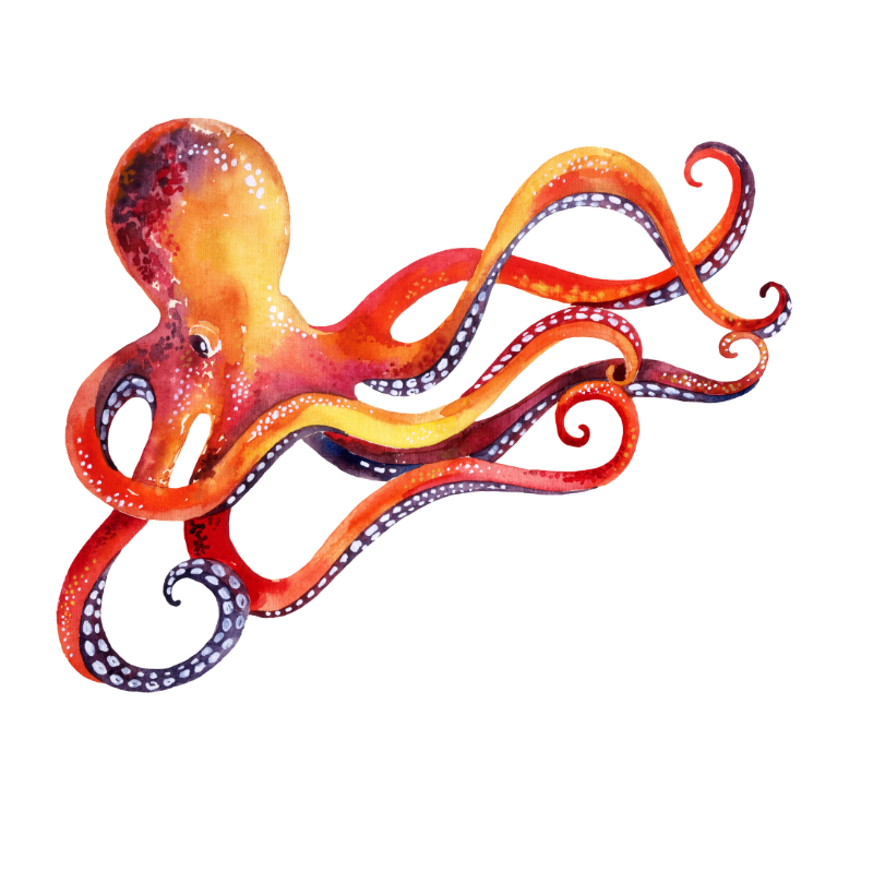 Octopus Pocket - Imagem 2