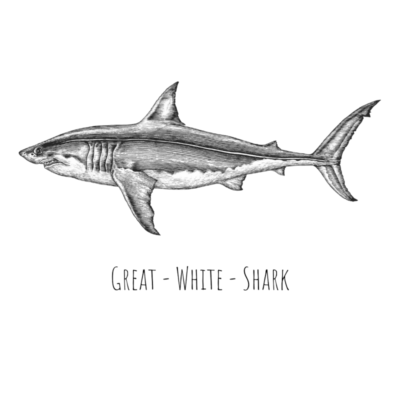 Great White Shark - Imagem 2