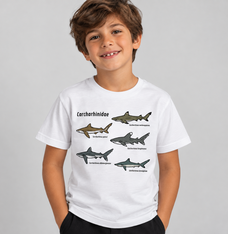 Carcharhinidae - Imagem 3