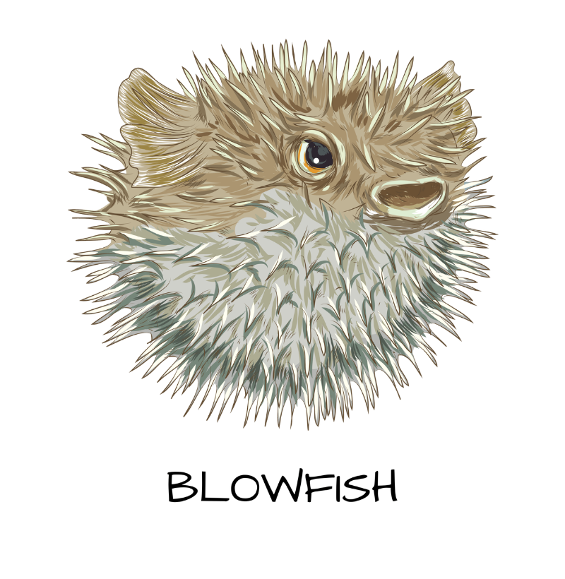 Blowfish - Imagem 2