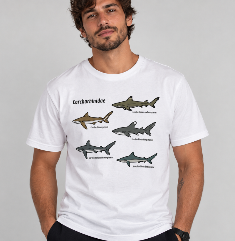 Carcharhinidae - Imagem 3