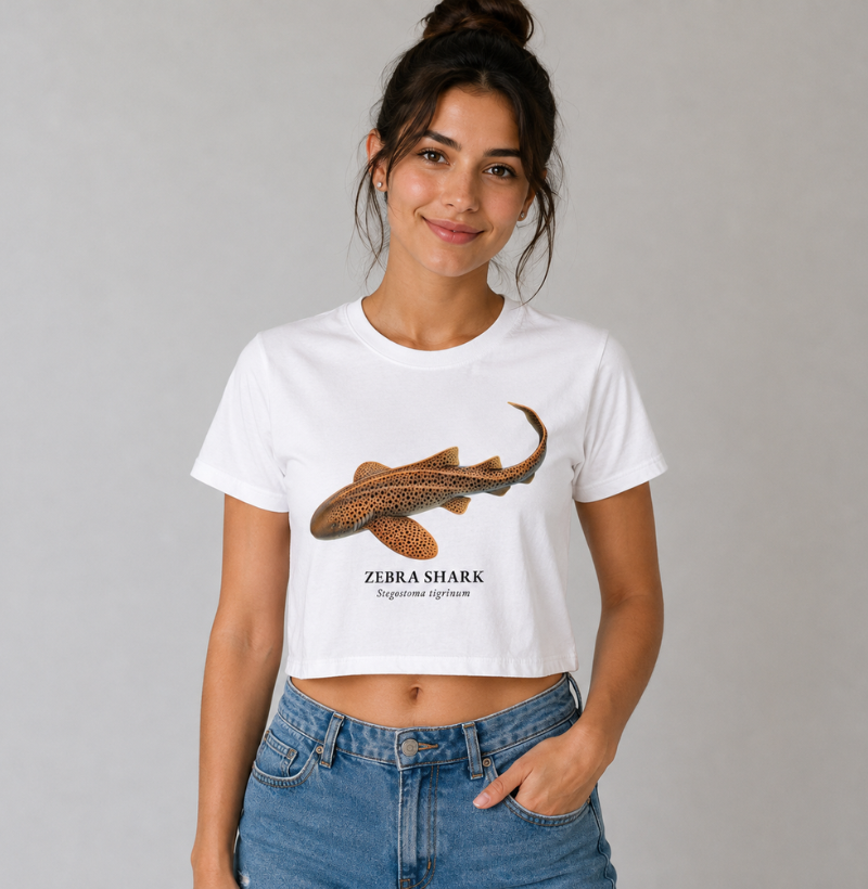 Zebra Shark - Imagem 2