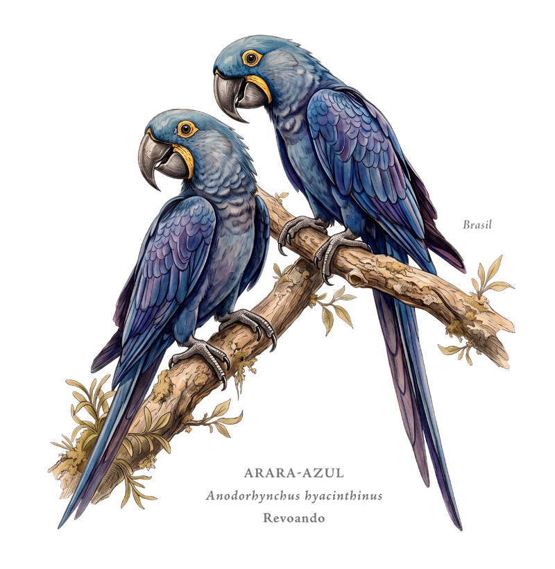 Naturalistas - Arara-azul - Moletom - Imagem 2