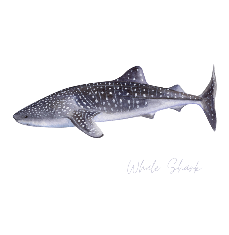 Whale Shark - Imagem 2
