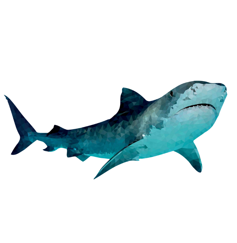 Tiger Shark - Imagem 2