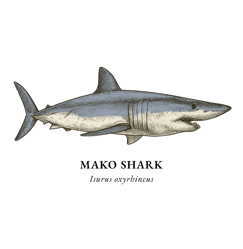 Mako Shark - Imagem 2