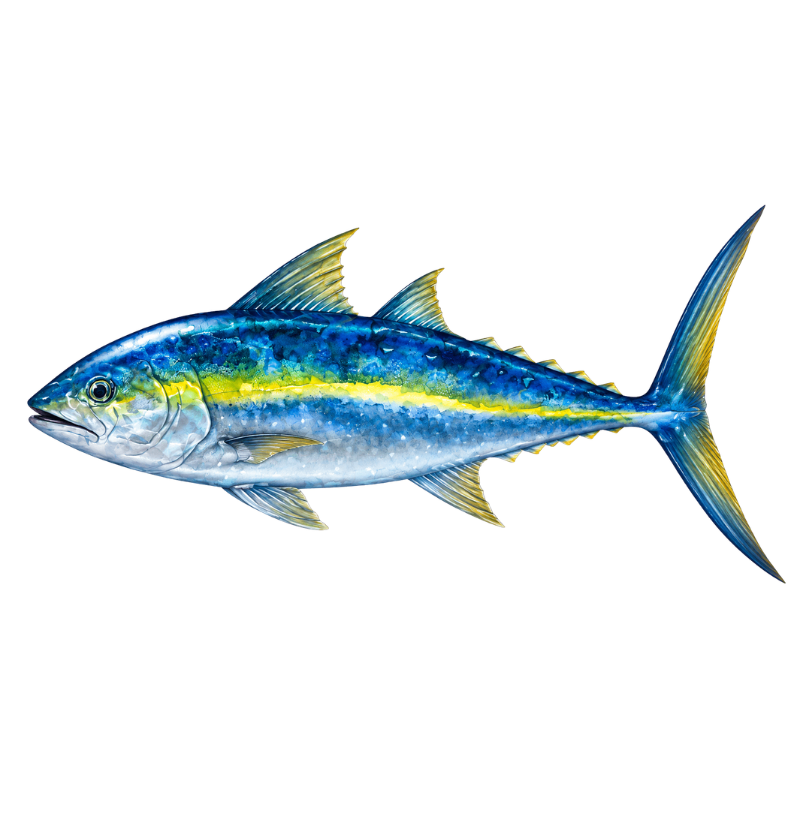 Yellowfin Tuna - Imagem 2