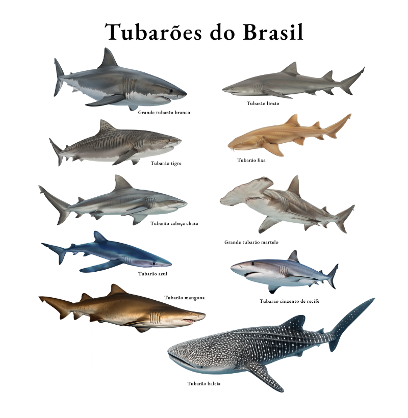 Tubarões do Brasil - Imagem 2
