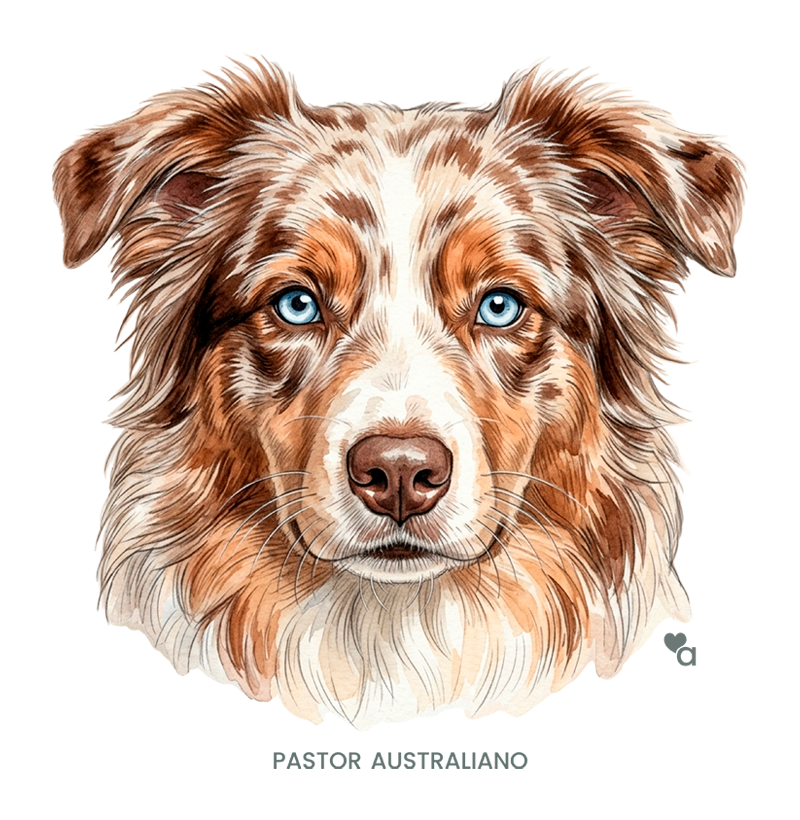 Cães - Pastor Australiano (Red Merle) - Imagem 2