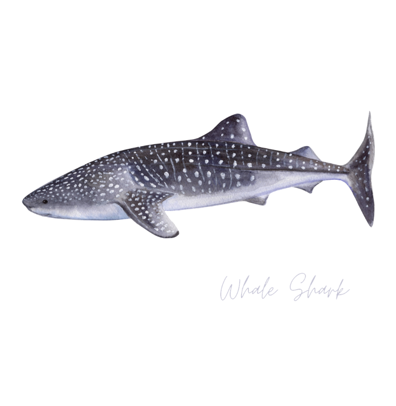 Whale Shark - Imagem 2