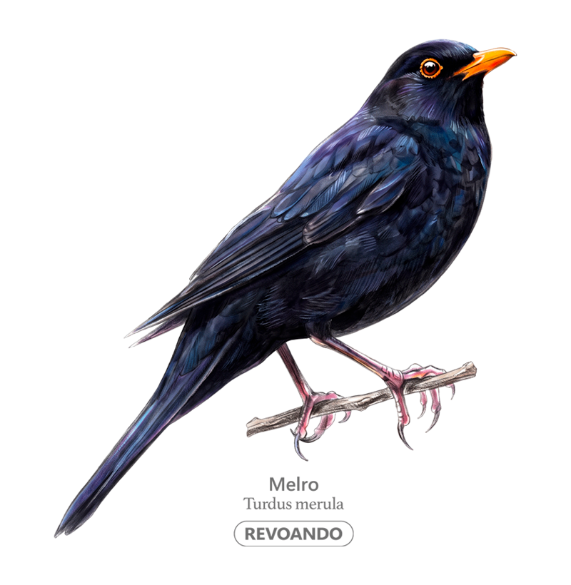 Traços Alados - Melro - Algodão Peruano - Imagem 2