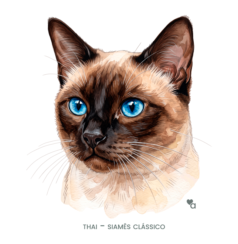 Gatos - Thai - Regata - Imagem 2